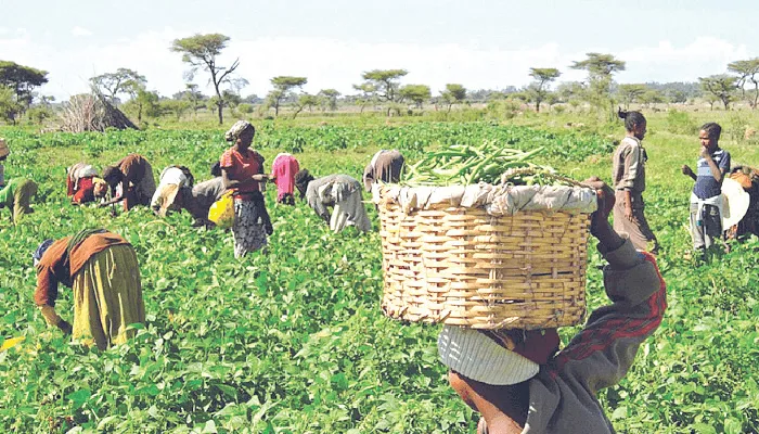 88,000 Farmers in Nigeria to Receive Agricultural Inputs on Credit