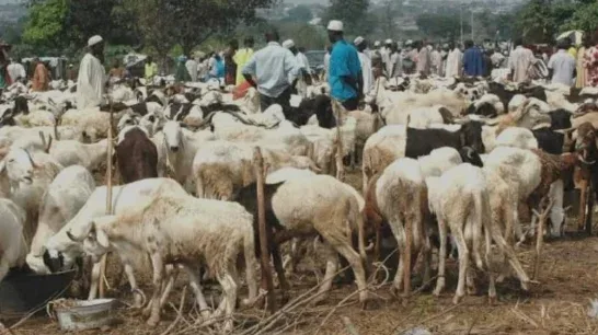 Rising Ram Prices in Kaduna Ahead of Eid-el-Kabir