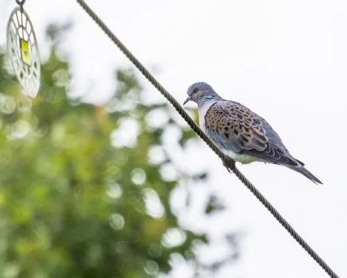 Turtle Dove Population Falls 99% in UK, Yet Hope Emerges in Maxey Cut