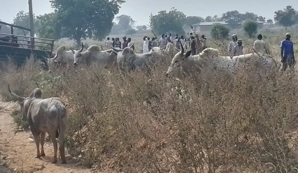 60 Cattle Destroy Farm in Abia Community, Herders Flee