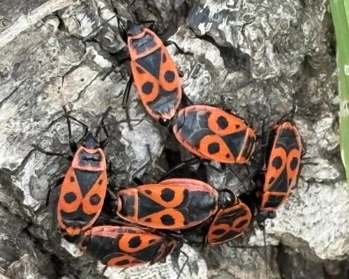Firebugs Invade Southern England, Spotted on Old Lime Tree