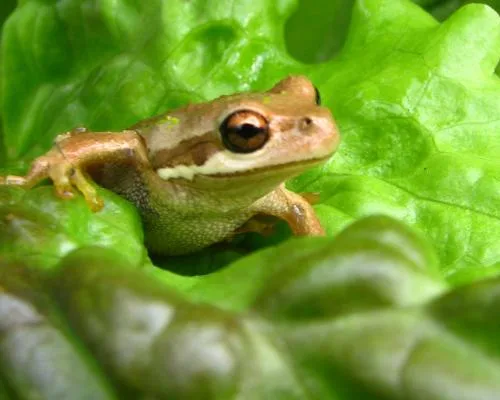Live Frog Found in Lettuce Bag from Australian Supermarket
