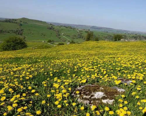 Dandelions and Buttercups Bloom in Unprecedented Numbers