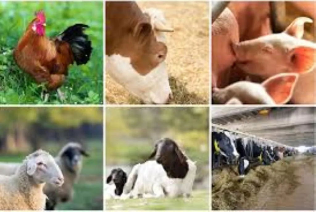 FG Opens 2 New Veterinary Centres in Lagos and Ogun States