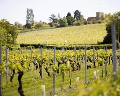 Essex Valley Emerges as UK's Exciting New Wine Region