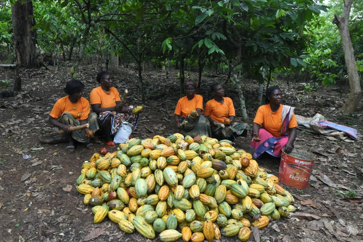 Climate Change Threatens Cocoa Production, Despite Sustainable Efforts