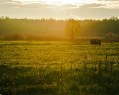 Britain's Lost Wildlife: A Devastating Reminder from Biebrza National Park