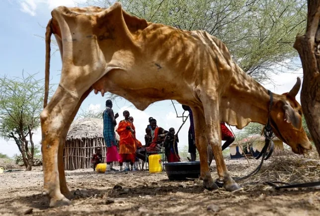 African Climate Foundation plots new path as 'super El Niño' threats loom