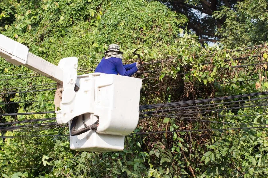 ECG Launched Intensive Vegetation Clearance Drive to Prevent Power Outages