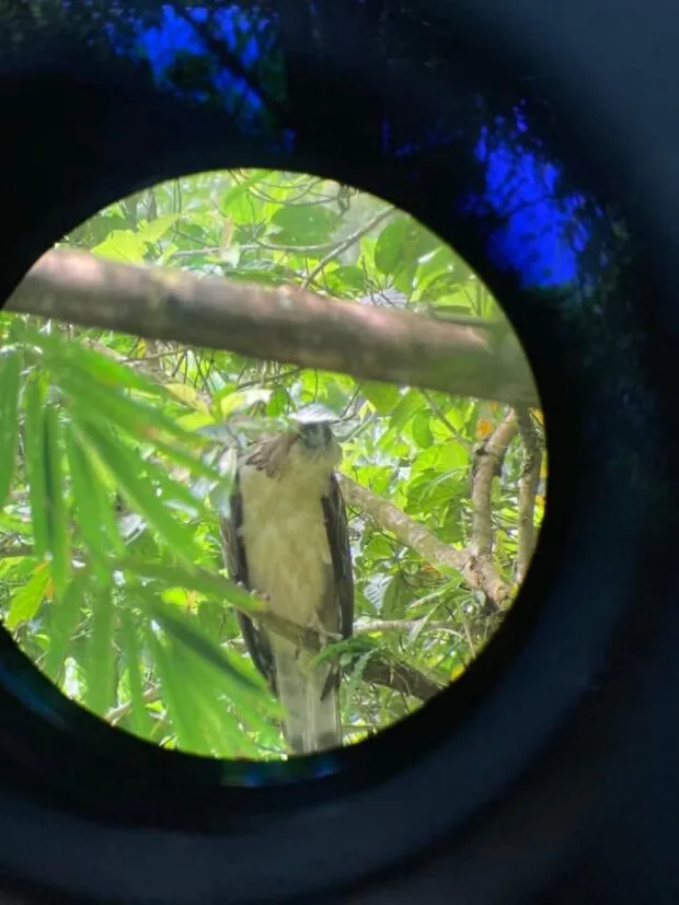 Lakpue the Philippine Eagle Spotted Again in Leyte's Forests