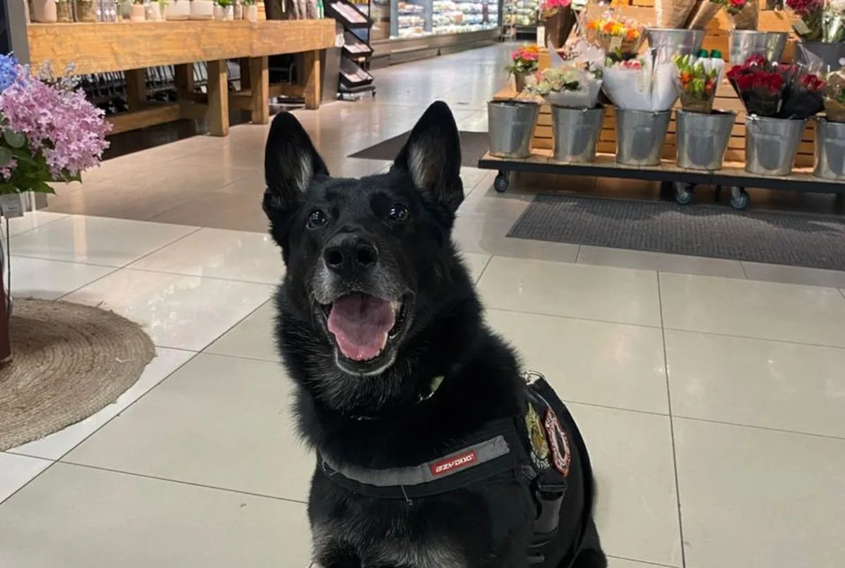 Woolworths Deploys Sniffer Dogs After Explosions Rock Two Stores