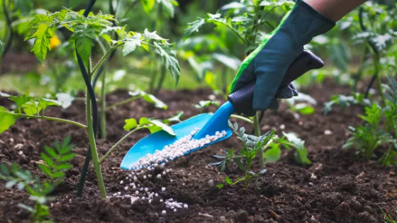 Imported fertilisers may be destroying Ghana's soil, CSIR scientist warns