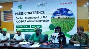 Nigeria's $134m wheat programme failing farmers, ActionAid finds