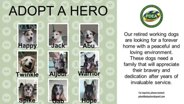 PDEA's 9 retired drug-sniffing dogs need new homes — apply now