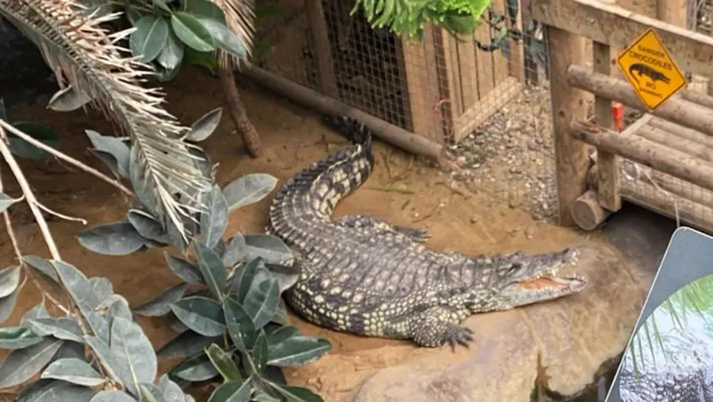 Man arrested for attempted murder after three-year-old boy found in crocodile enclosure at UK zoo