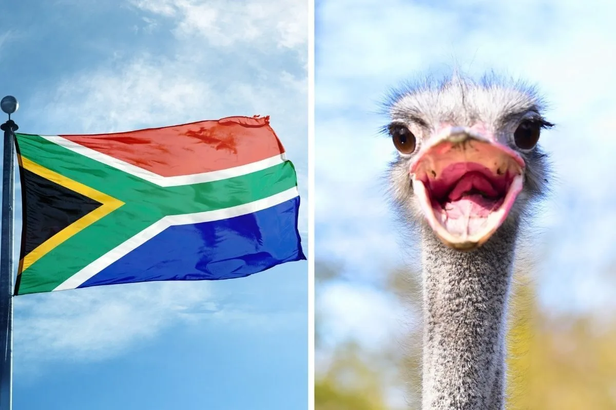 Seven Fun Facts About South Africa - From Oldest Mountains to Largest Birds