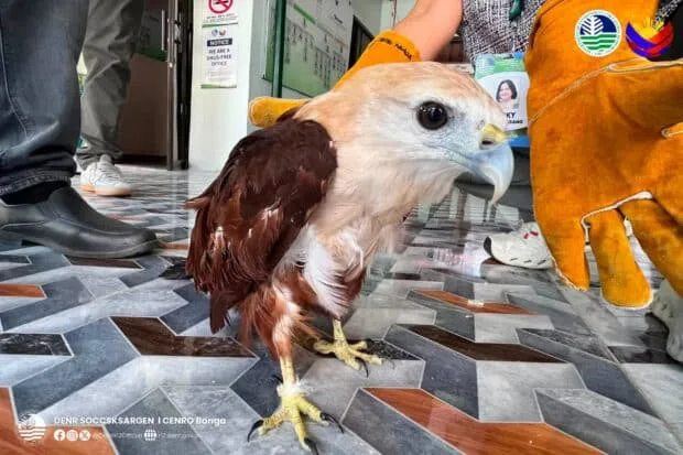 Juvenile Sea Eagle Rescued in South Cotabato