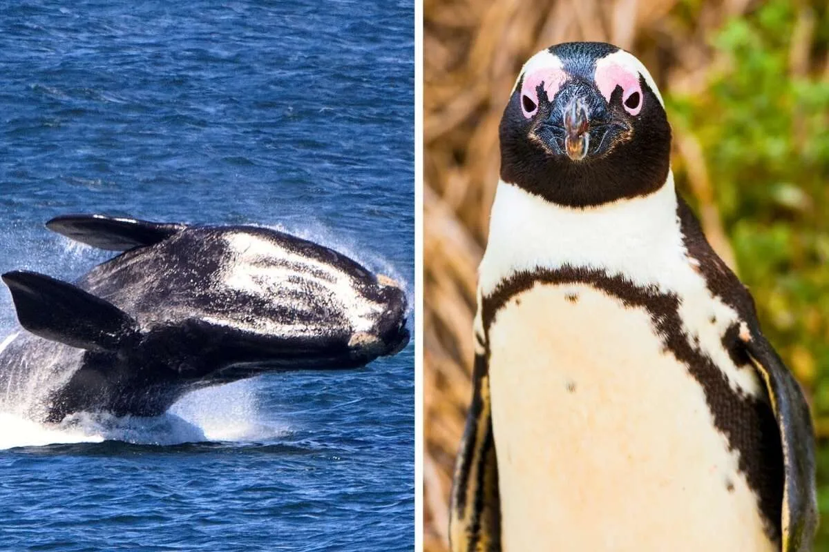Meet the 'Marine Big Five' Animals of South Africa