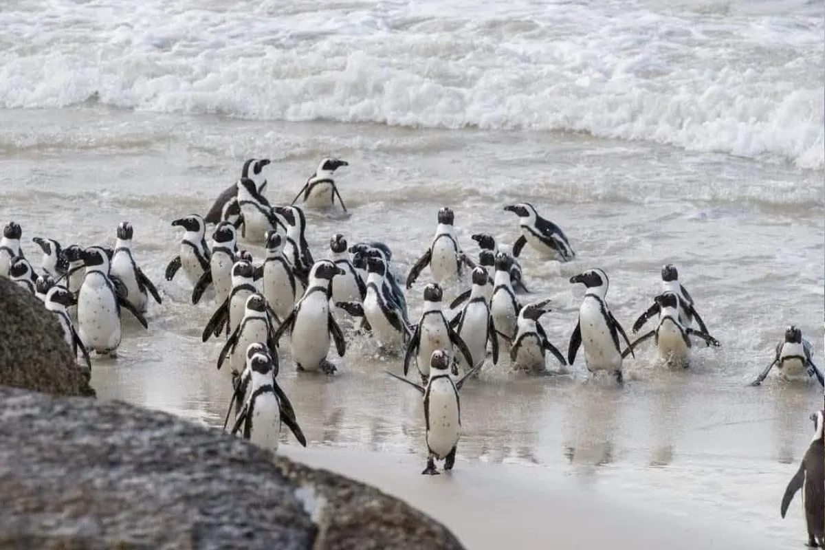 South Africa's Penguin Colony Sees Rare Increase in Numbers
