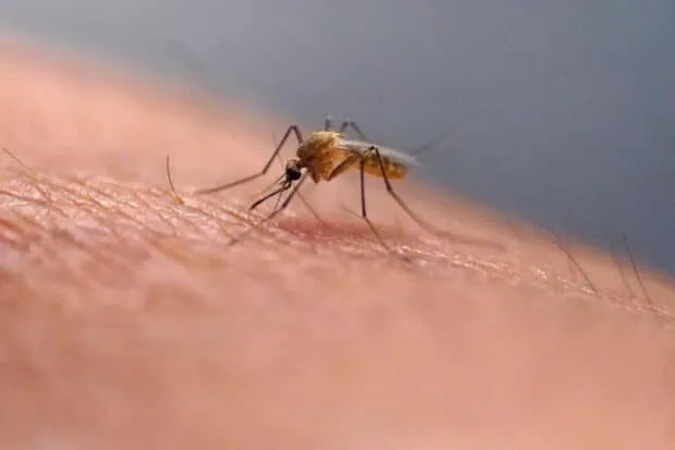 Scratching bug bites feels good, but science warns it may do more harm