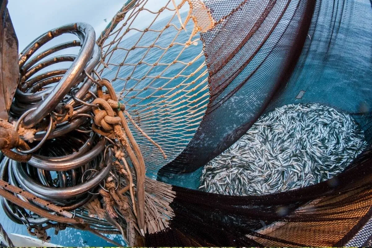 Sardine Catch Limit Increased to Save 1000 Jobs in South Africa