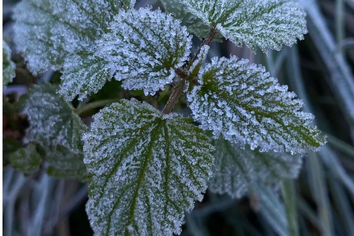 Frosty Start Expected Across Most Provinces