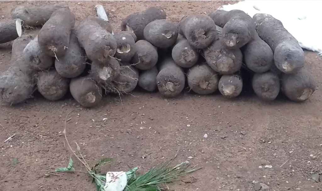 Dambai Traditional Authorities Officially Open 2026 New Yam Trading Season