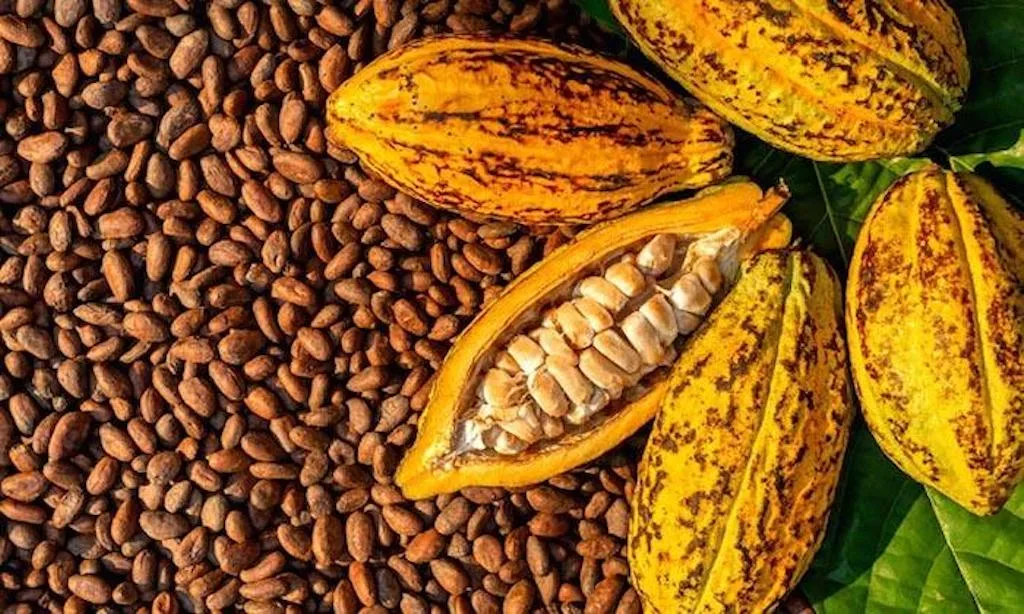 President Tinubu Declares Nigeria Must Stop Exporting Raw Cocoa Beans