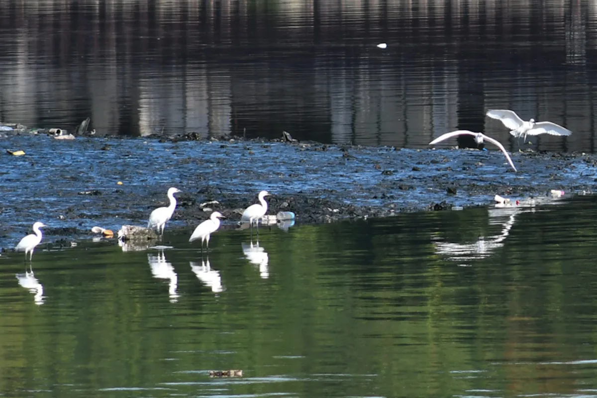 Tulfo Wants to Move Wetlands to Prevent Bird Strikes, Fails to Convince Experts