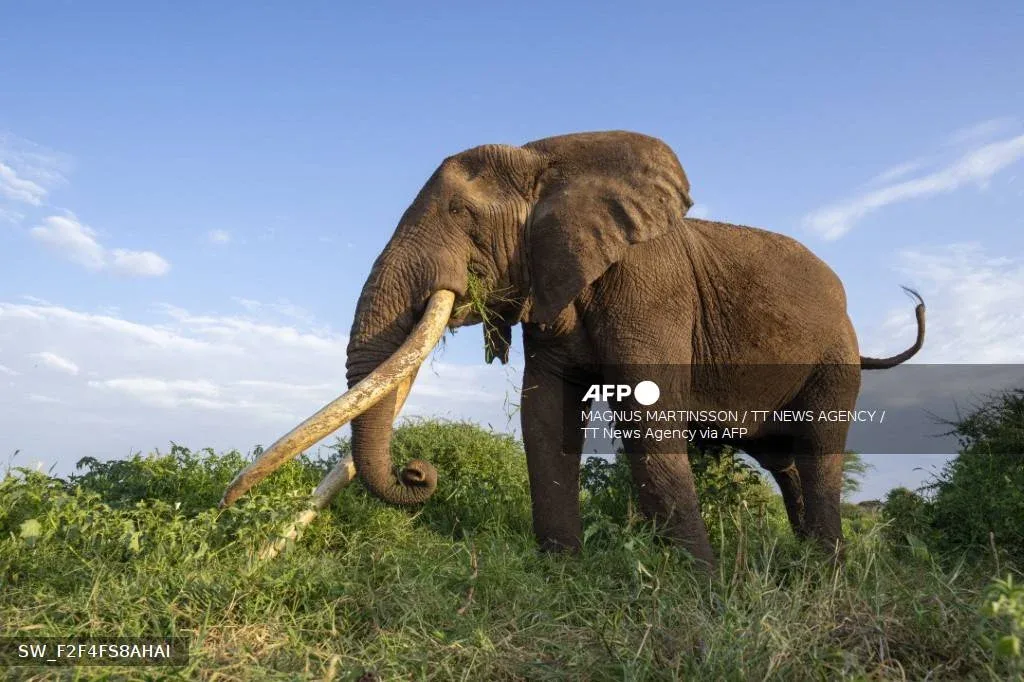 Nigeria's last 400 elephants fight for survival as habitat loss and poaching threaten their extinction